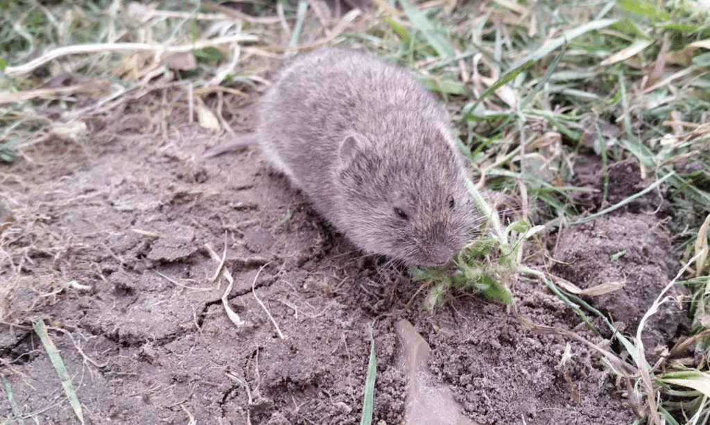 Schermaus im Garten