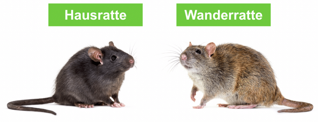 Unterschied zwischen Wanderratte und Hausratte