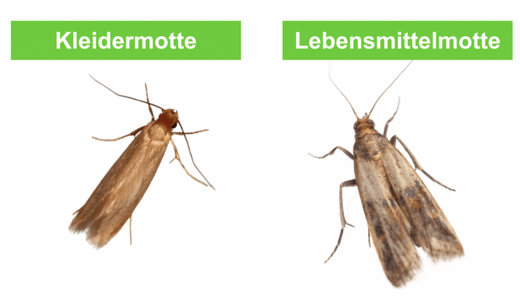 Unterschied zwischen Kleidermotte und Lebensmittelmotte