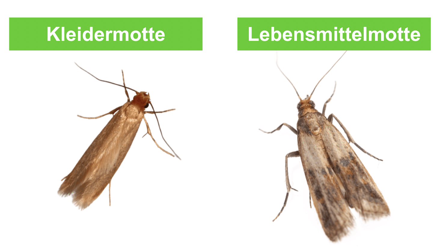 Motten bekämpfen, erkennen und loswerden Diese Mittel helfen ERASIO