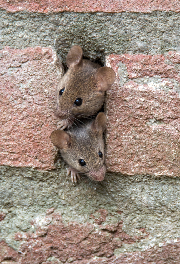 Mäuse in der Wand