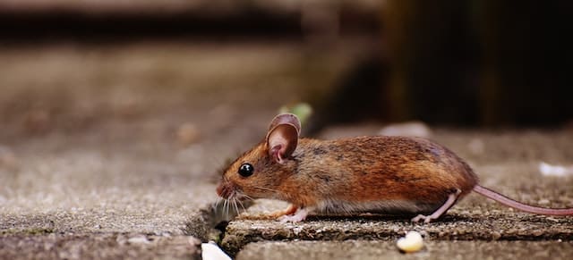 Maus in Haus und Wohnung bekämpfen