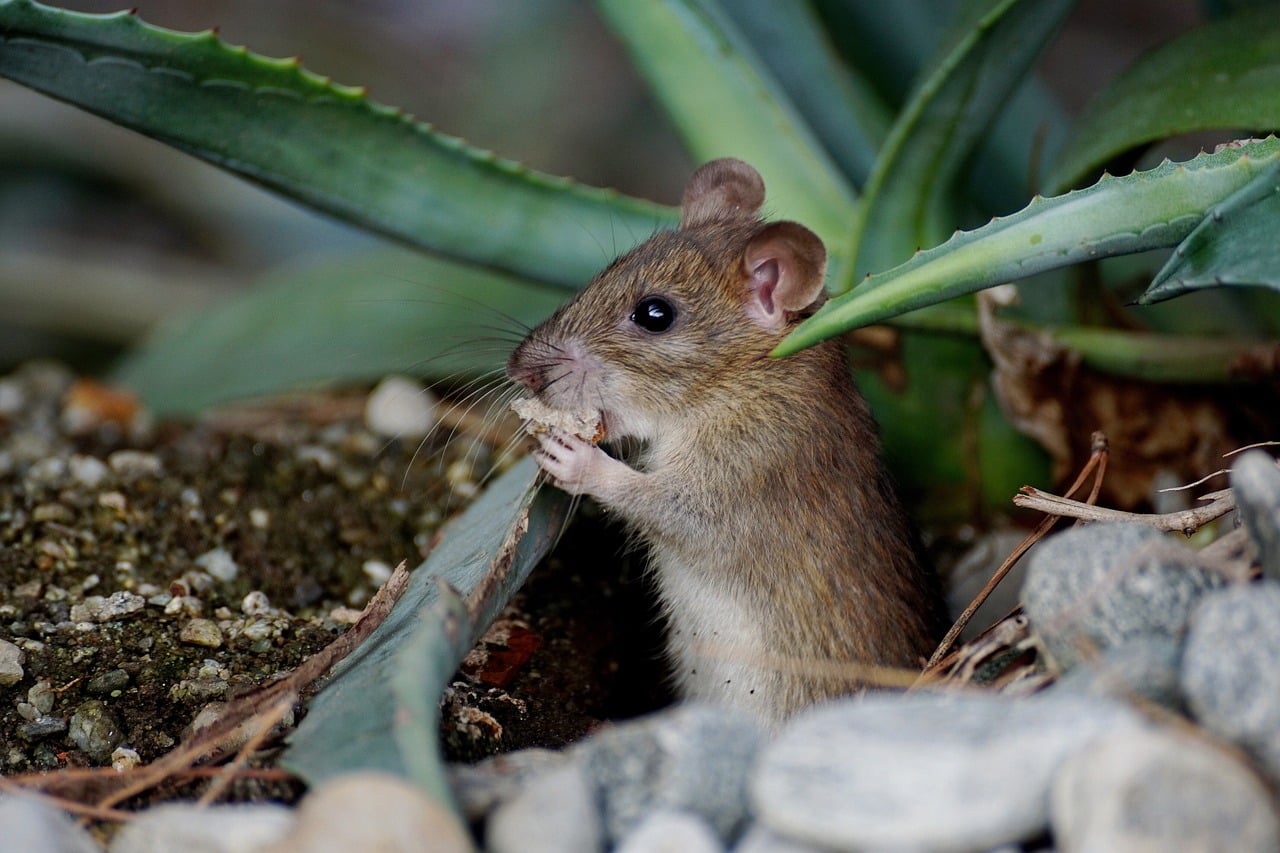 Mäuse im Garten
