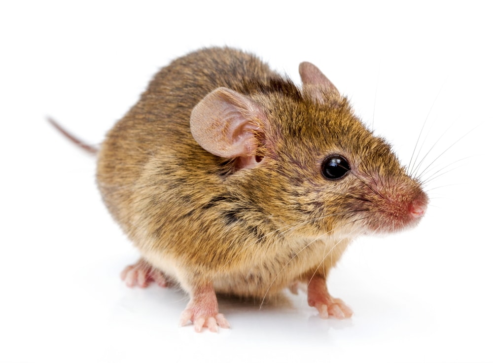 Maus im Haus Maus im Haus