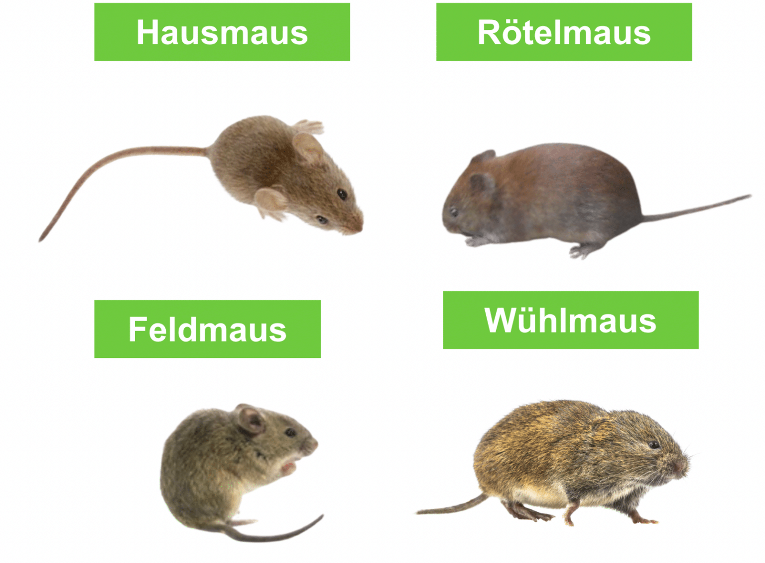 Mäuse im Garten Ursachen, Vertreiben und Mittel im Check ERASIO