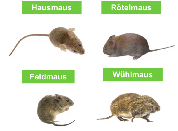 Mäuse im Garten Ursachen, Vertreiben und Mittel im Check ERASIO