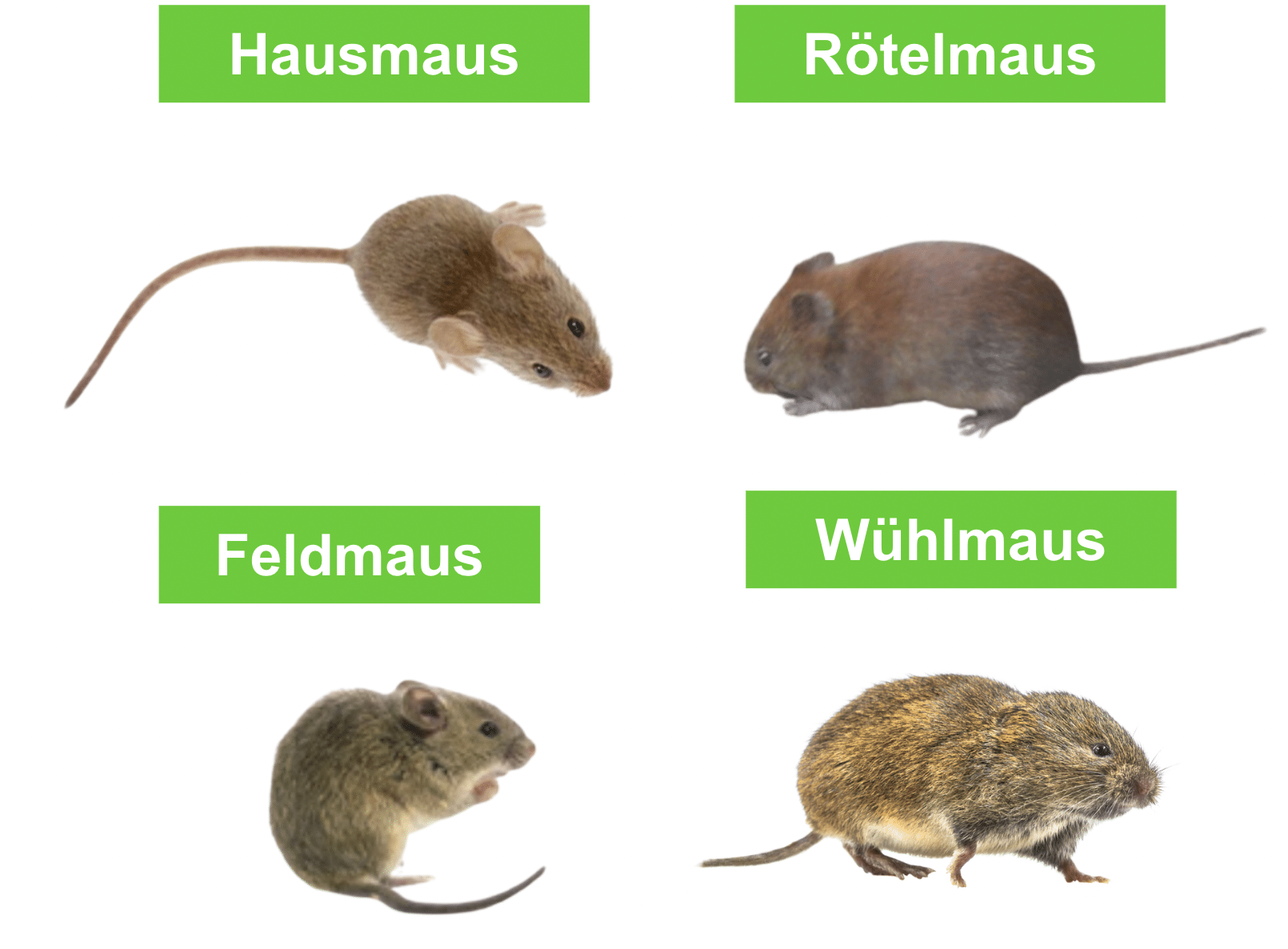 50+ Neris Im Garten, Lies hier, was die insekten schnell vertreibt.