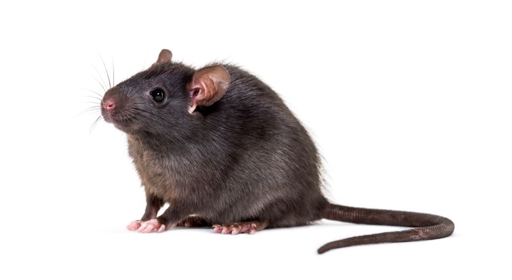 Ratten bekämpfen und vertreiben: Diese Mittel helfen wirklich - ERASIO