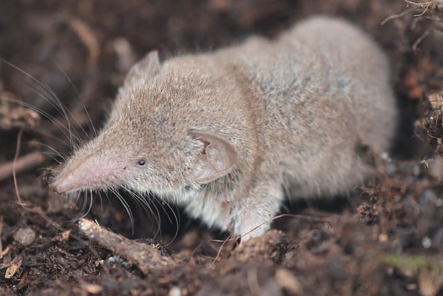 Spitzmaus im Garten