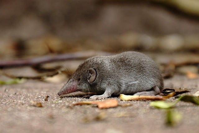 Spitzmaus am Haus