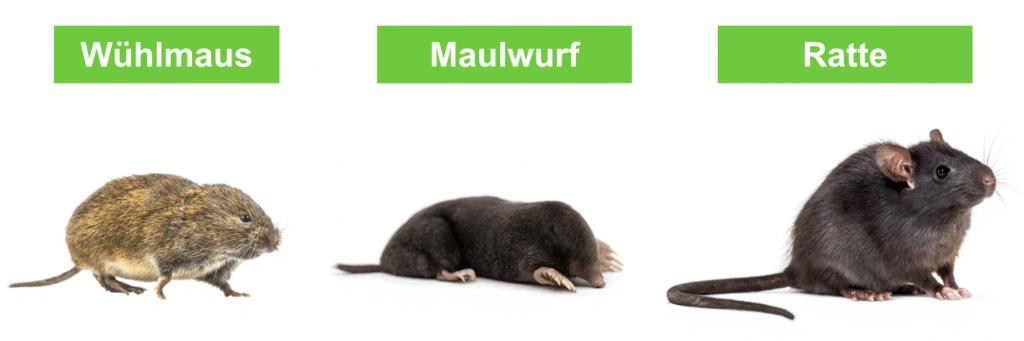 Unterschied zwischen Wühlmaus, Maulwurf und Ratte