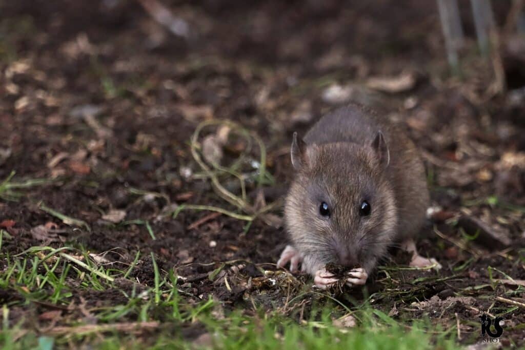 Ratte am helllichten Tag sichtbar