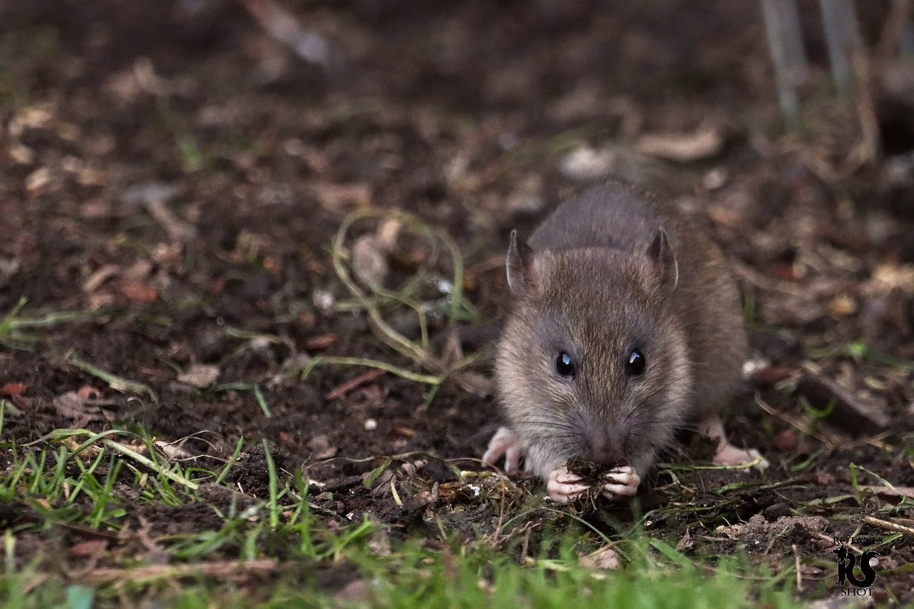 Ratten im Garten Was tun? Bekämpfung, Mittel und Meldepflicht ERASIO