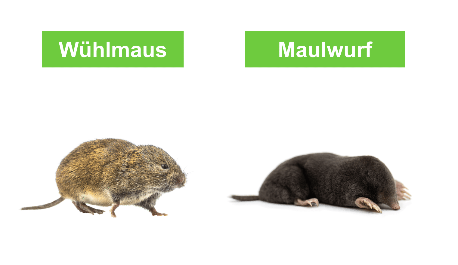 Wühlmaus oder Maulwurf? So erkennen Sie den Unterschied ERASIO