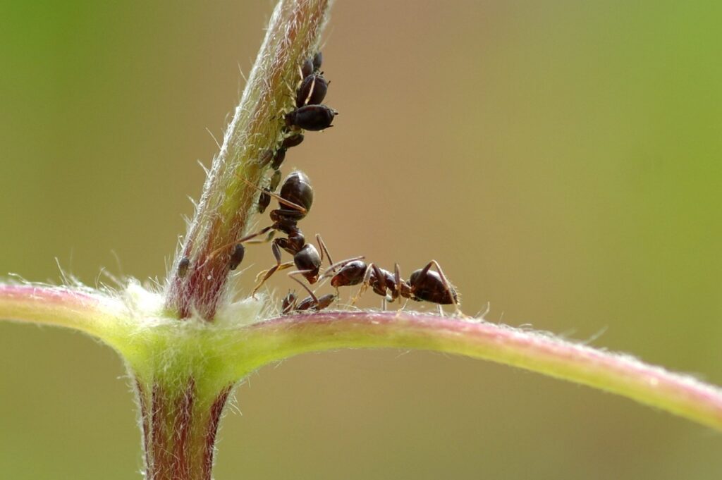 Ameisen fressen Blattläuse an einer Gartenpflanze