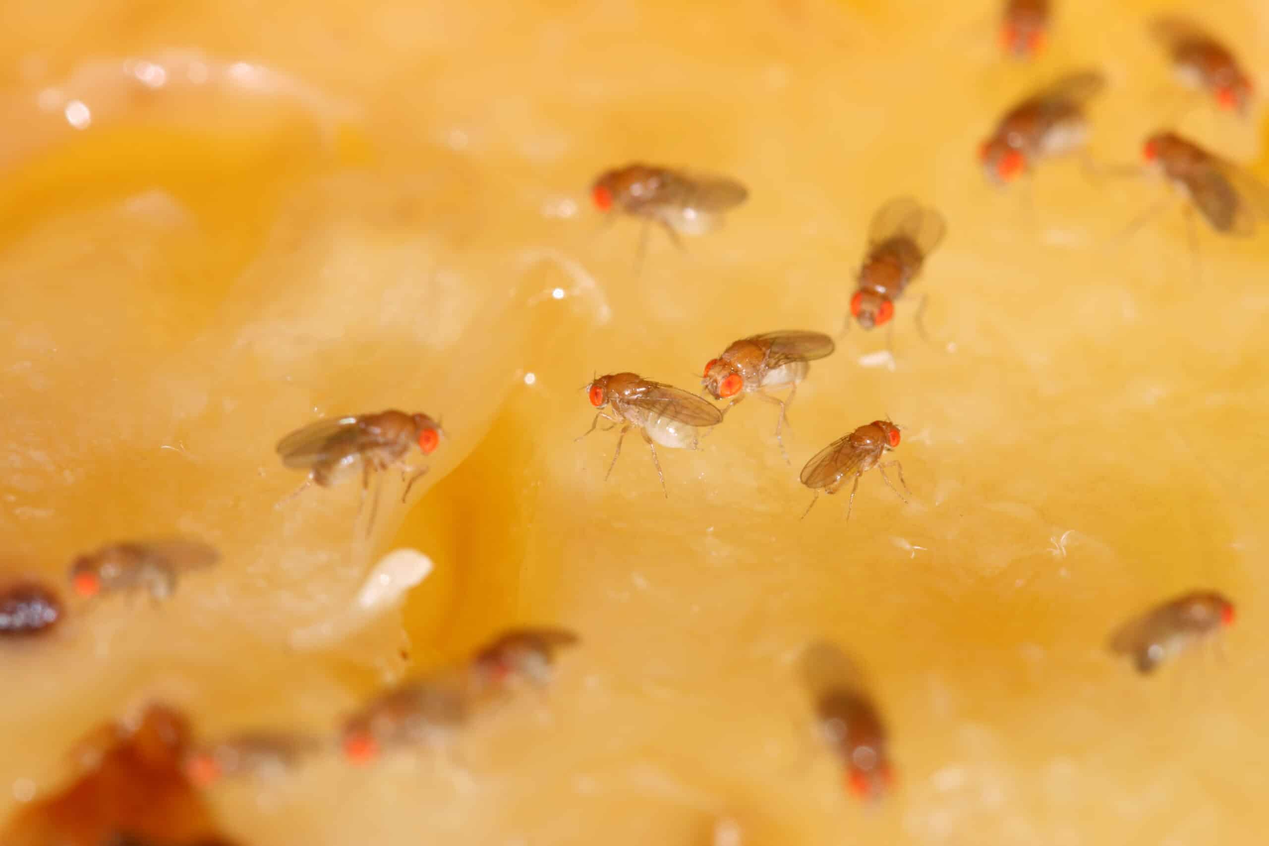 Fruchtfliegen schnell loswerden