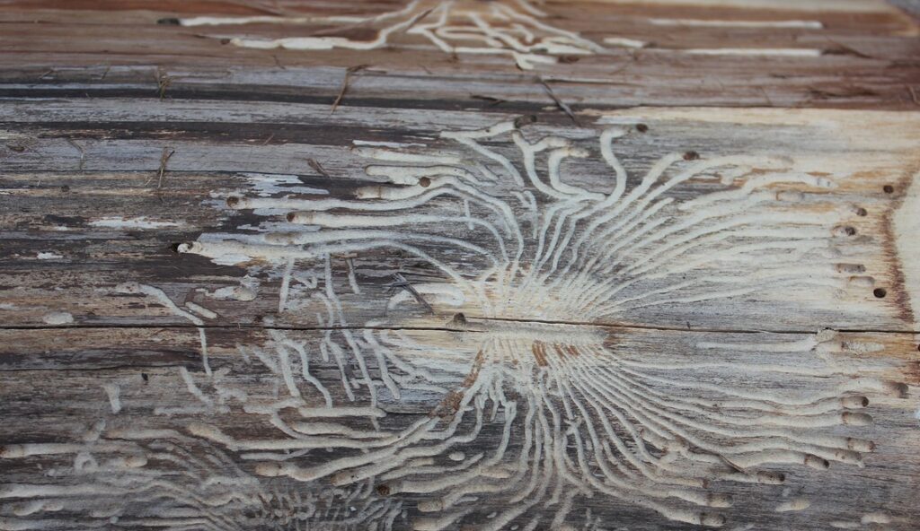 Holzschädlinge Fraßspuren als Schadensbild