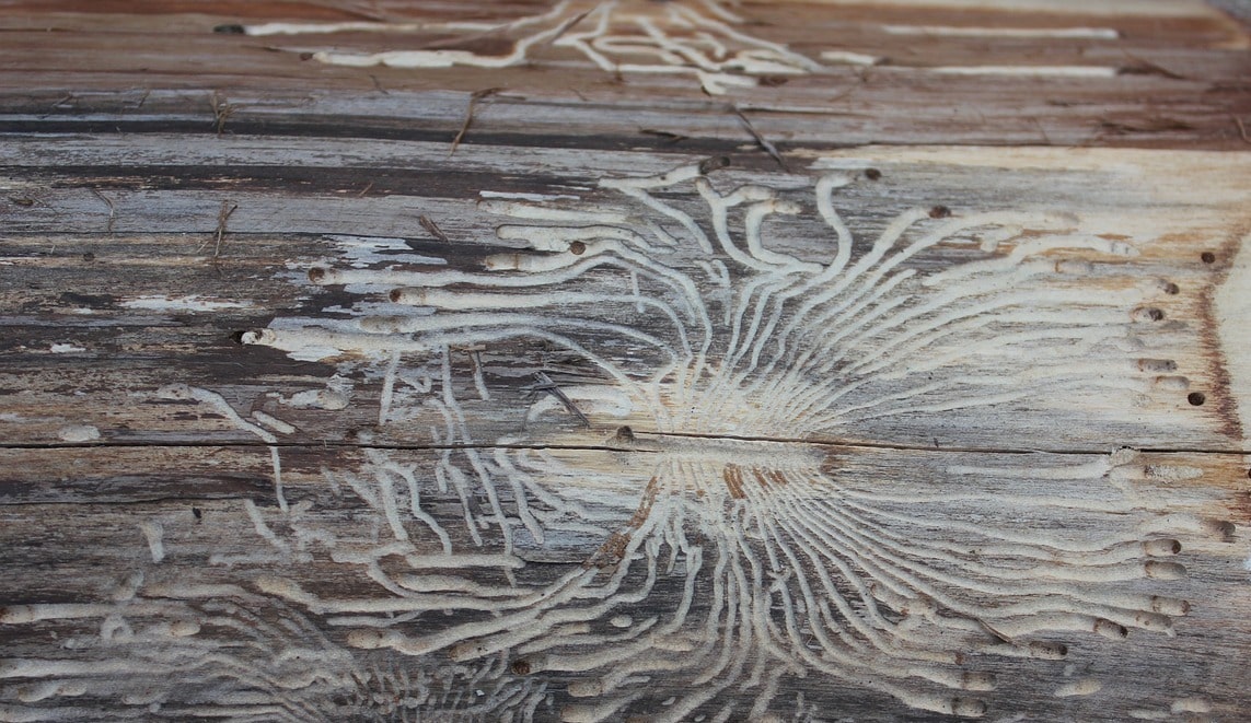 Holzschädlinge
