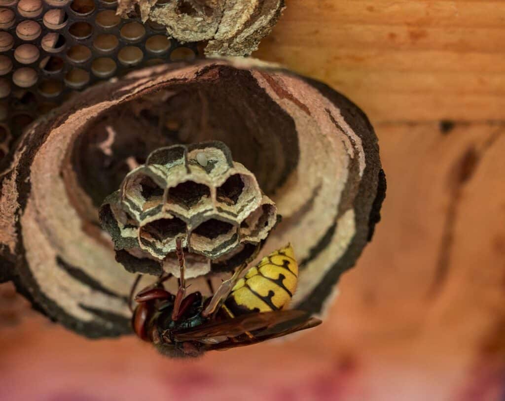 Hornisse an einem Nest