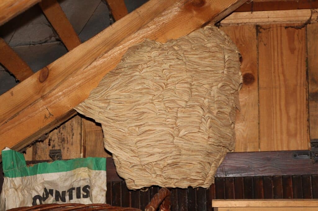 Hornissennest entfernen von einem Holzschuppen im Garten