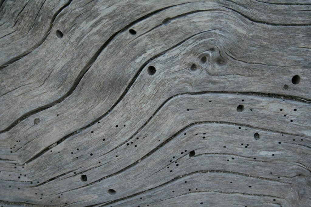 Schadensbild Holzwurm