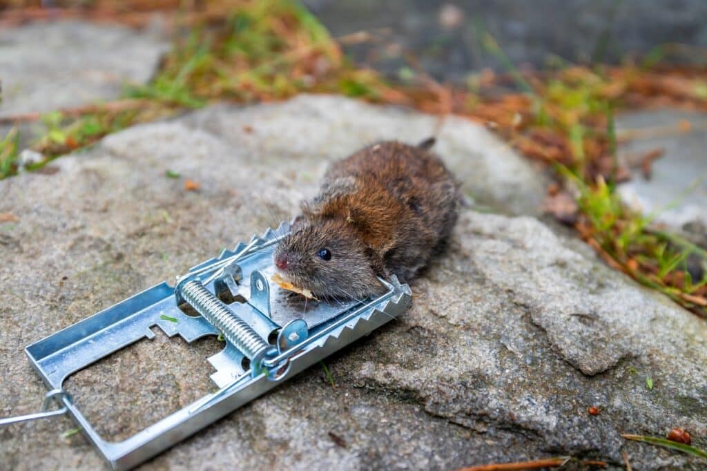 Schlagfalle für Ratten