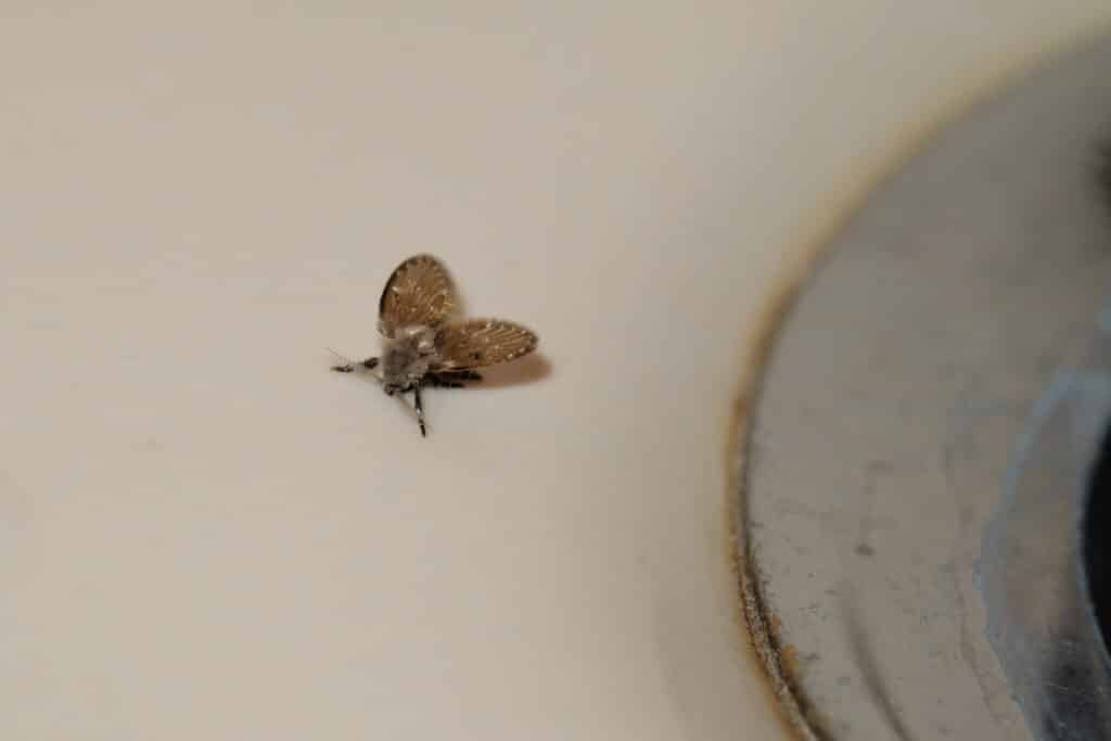 Schmetterlingsmücke bzw. Abortfliege an einem Abfluss