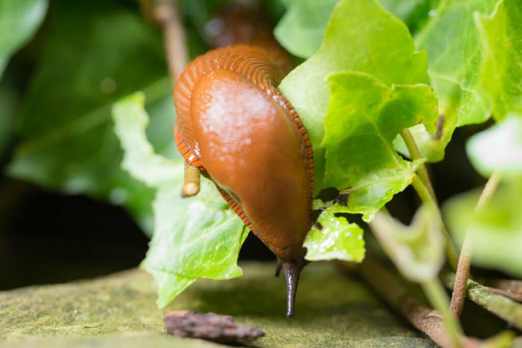 Schnecken bekämpfen im Garten