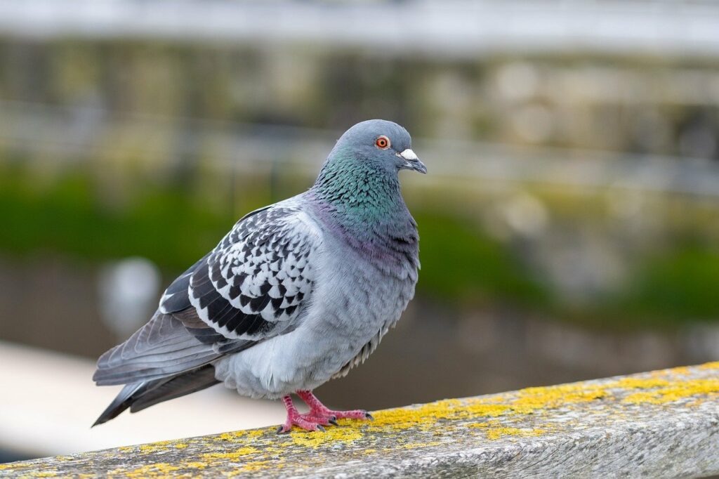 Tauben vertreiben von Dach Balkon und aus dem Garten