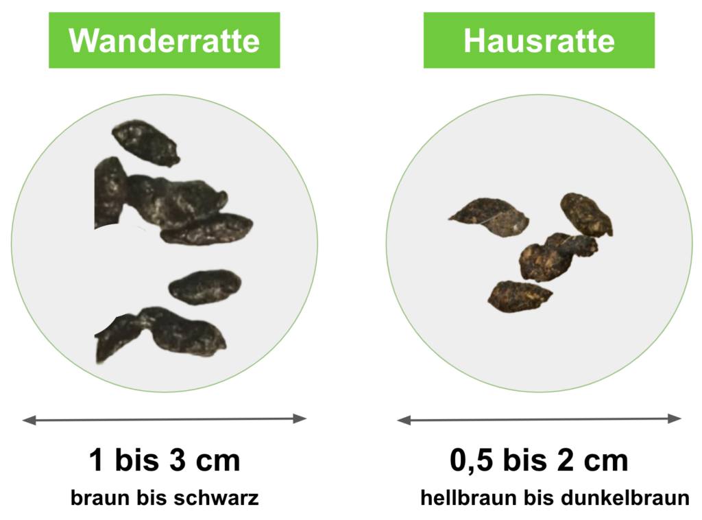 Tierkot von Igel, Marder und Ratten im Garten bestimmen: Wann