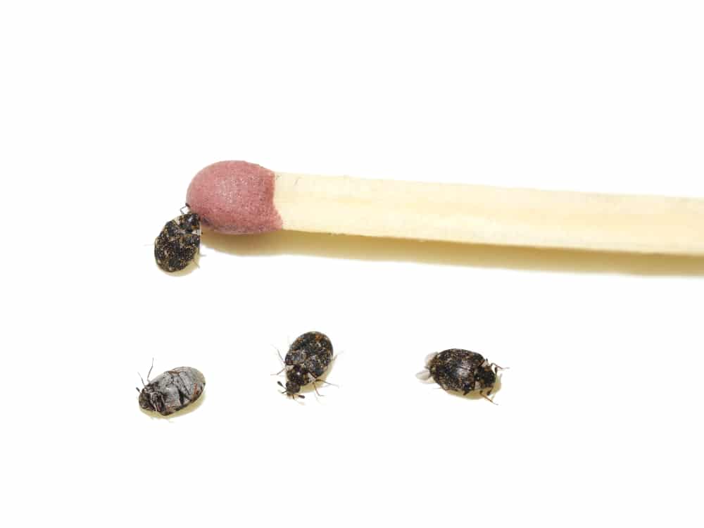 Kleine schwarze Käfer: Was für ein Schädling ist das? - ERASIO