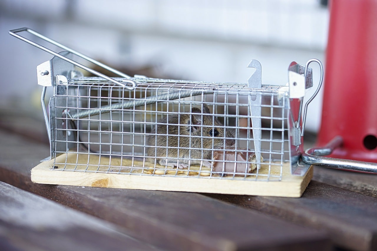 Mausefalle Welche Arten es gibt, selbst bauen und Testsieger ERASIO
