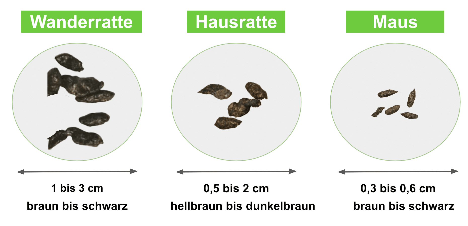 Mäusekot erkennen und beseitigen Sind Mäuseköttel gefährlich? ERASIO