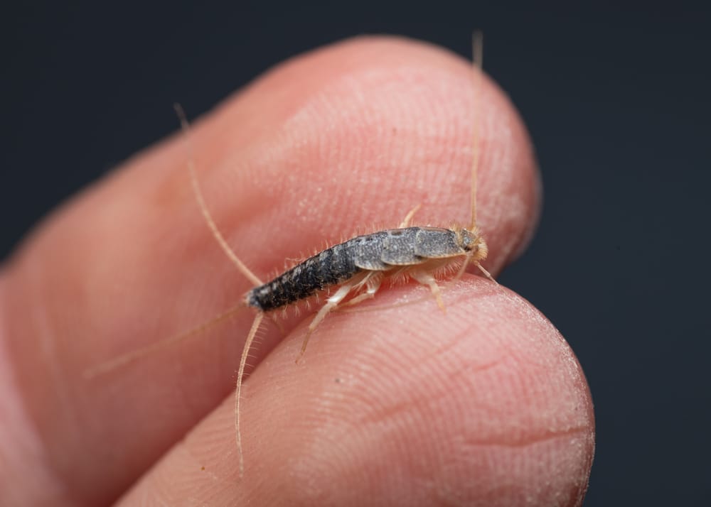 Silberfischchen auf der Hand