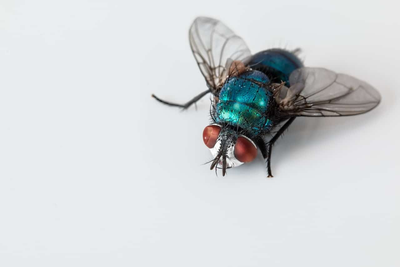 Fliegen loswerden