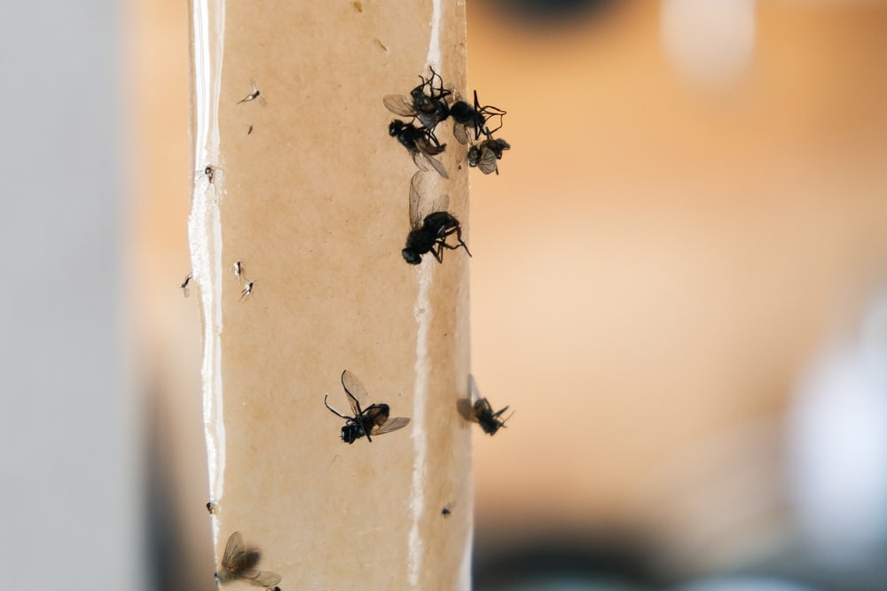 Fliegenfalle als Klebestreifen zur Bekämpfung von Fliegen in Innenräumen