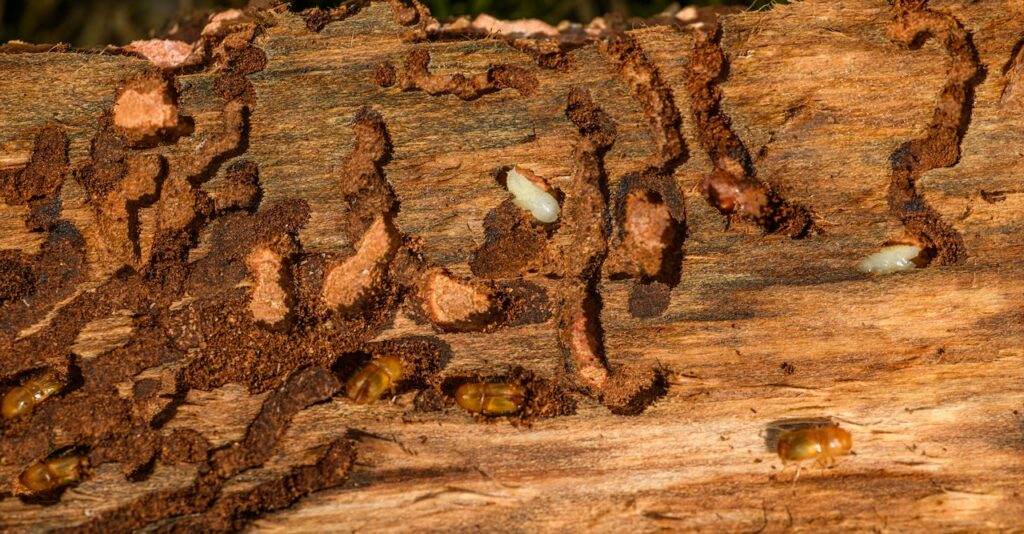 Holzwurm mit Käfer und Larve auf einem Holzstück