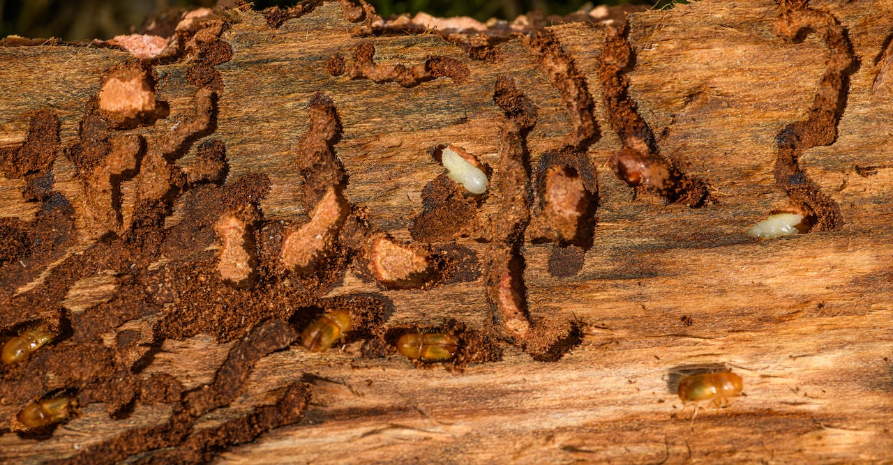 Holzwurm