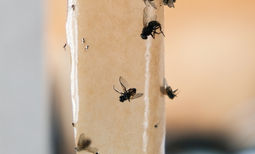Klebefalle gegen Fliegen