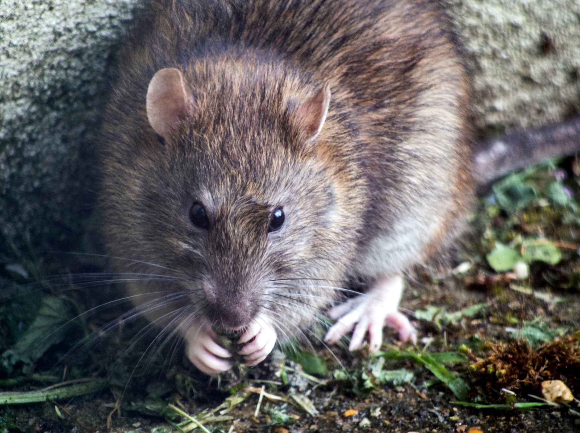 Wanderratte im Garten