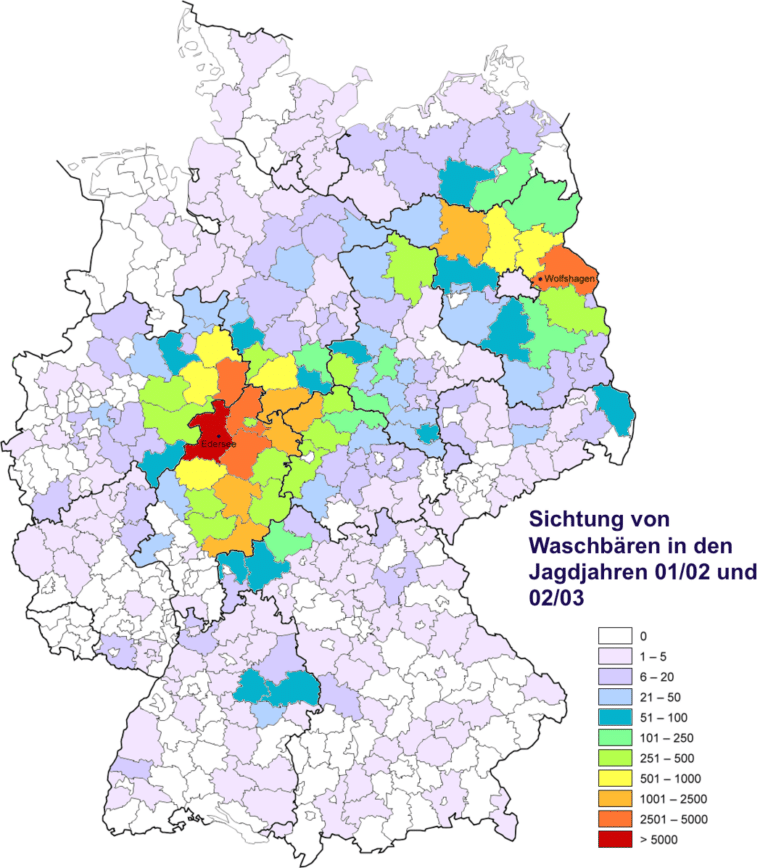 Waschbär vertreiben und Spuren erkennen, Mittel und Hausmittel - ERASIO