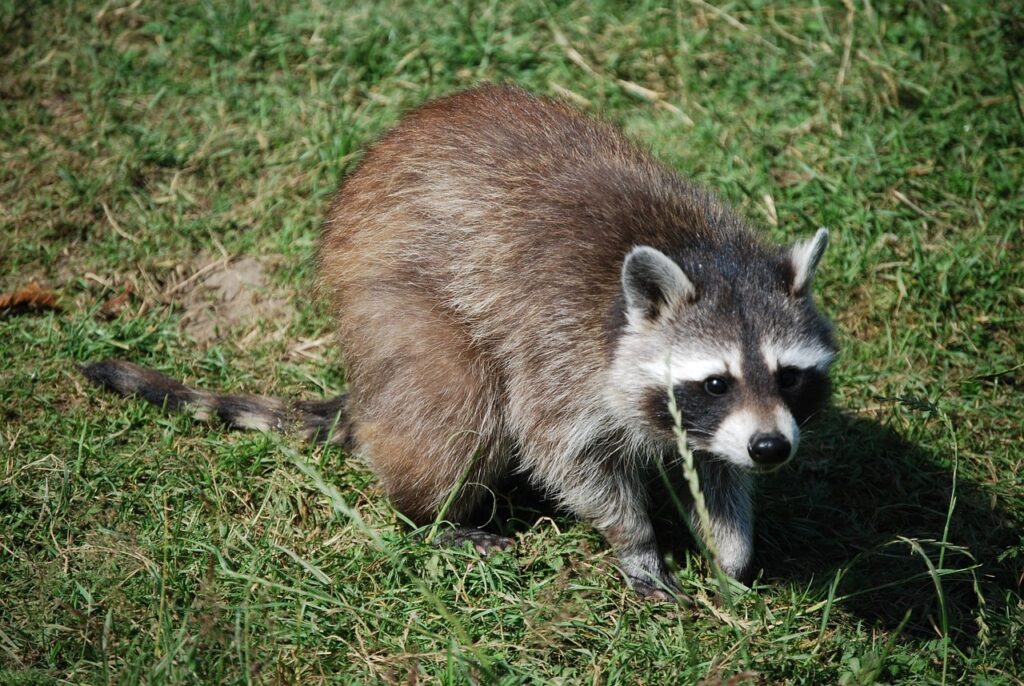Waschbär vertreiben und Spuren erkennen, Mittel und Hausmittel ERASIO