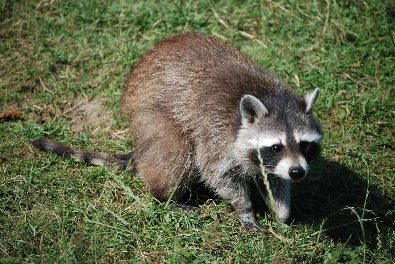 Waschbär im Garten