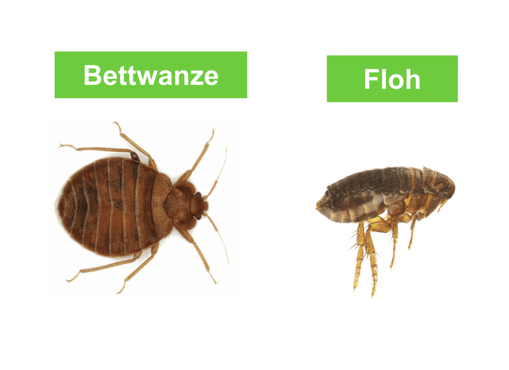 Bettwanzen und Flöhe unterscheiden