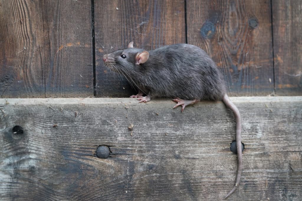 Hausratte vor einem Gebäude