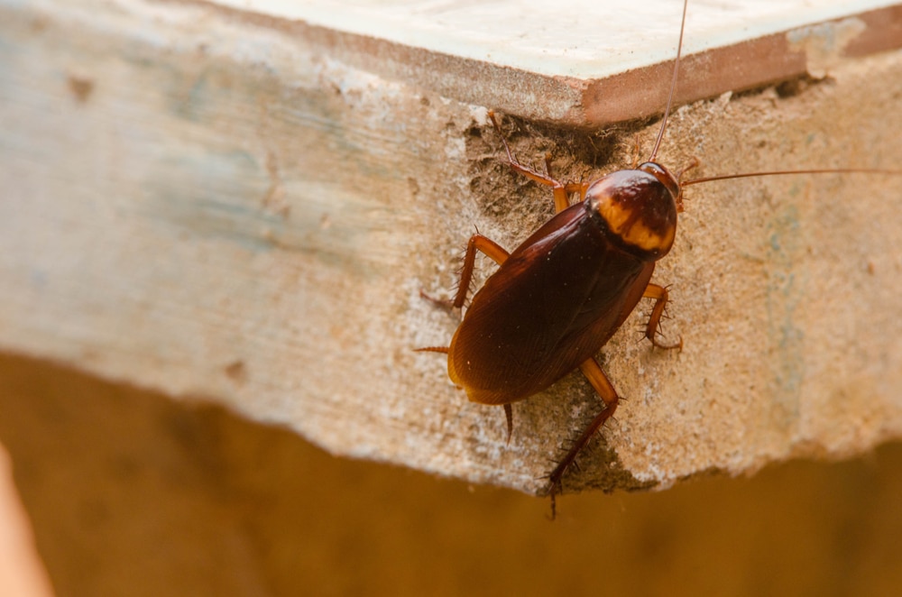 Kakerlake auf einem Stück Holz