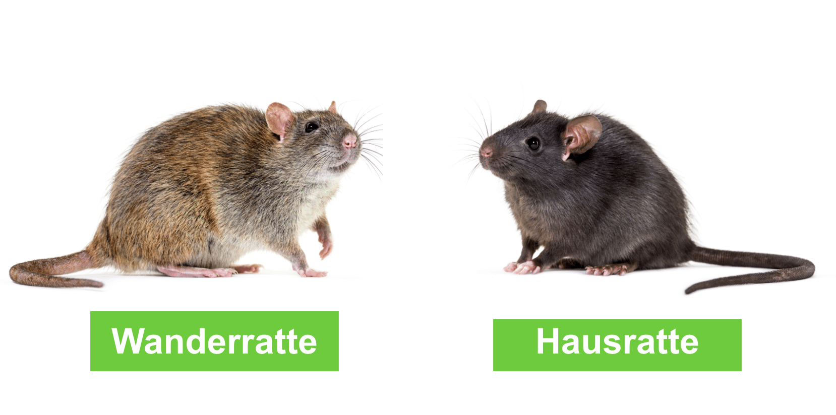 Hausratte Erkennen, Bekämpfung und Unterschied zur Wanderratte ERASIO