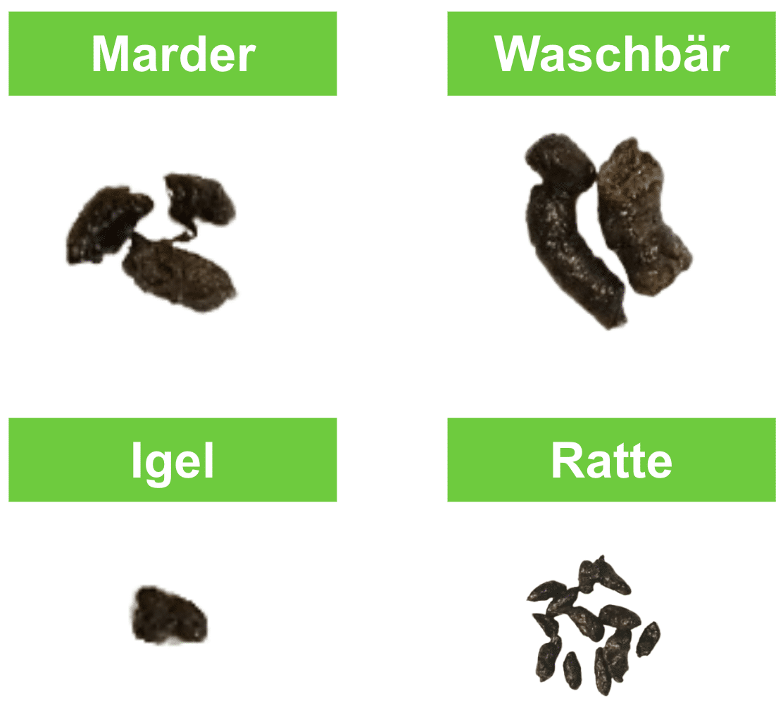 Marderkot erkennen & entfernen Welche Krankheiten er überträgt ERASIO