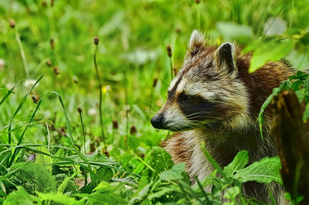 Waschbär