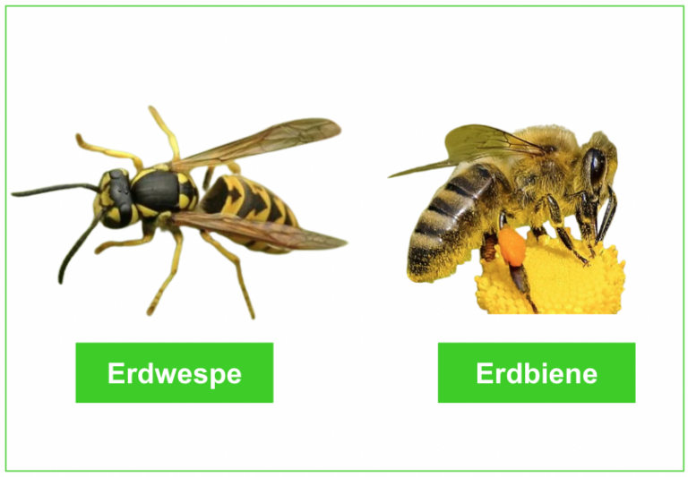 erdwespen-vertreiben-erkennen-und-mittel-zur-bek-mpfung-erasio